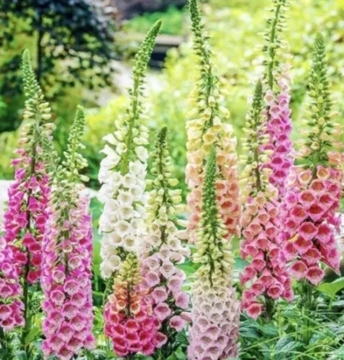 Foxglove Seeds Mix - Perennial Flower Seeds for Hummingbird Attraction - Digitalis purpurea - Spring Planting, 200 Seeds