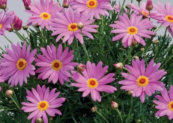 Purple Marguerite Daisy Seeds - 200+ Count, Garden Planting, Argyranthemum frutescens, Summer Bloom, Easy to Grow