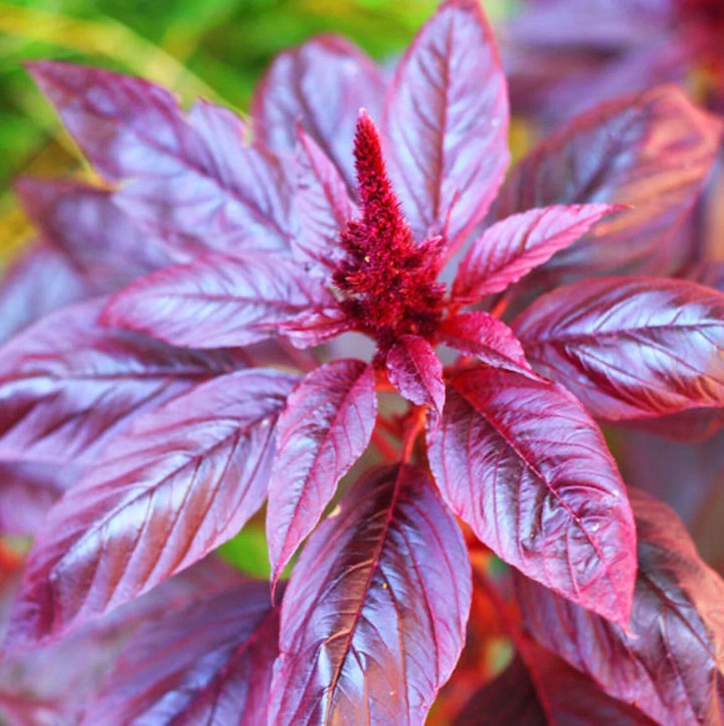 Red Garnet Amaranth Seeds - 1000+ Non-GMO Amaranthus Tricolor Annual - USA Grown