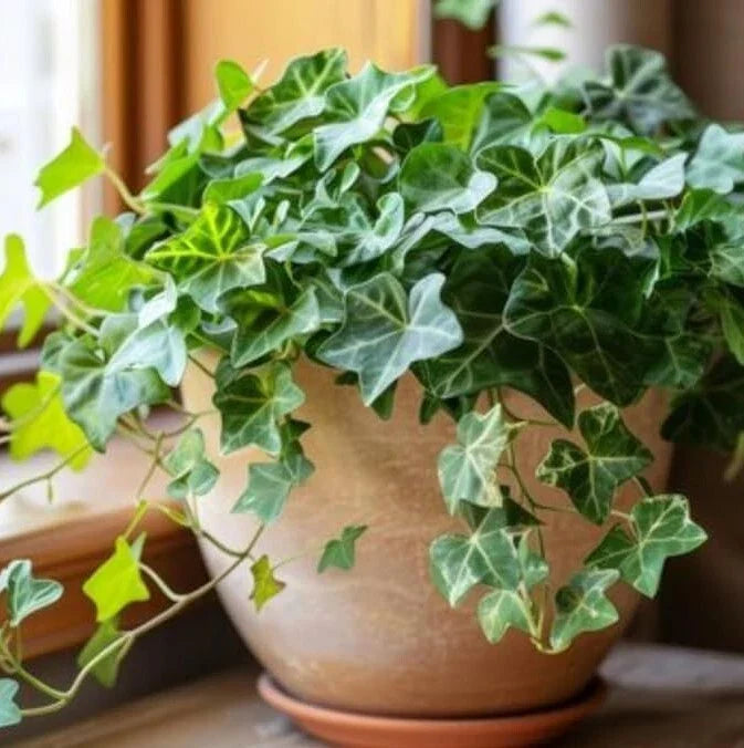 English Ivy Live Plant - 1 Pot with 2 Fast-Growing Trailing Vines - Hedera helix