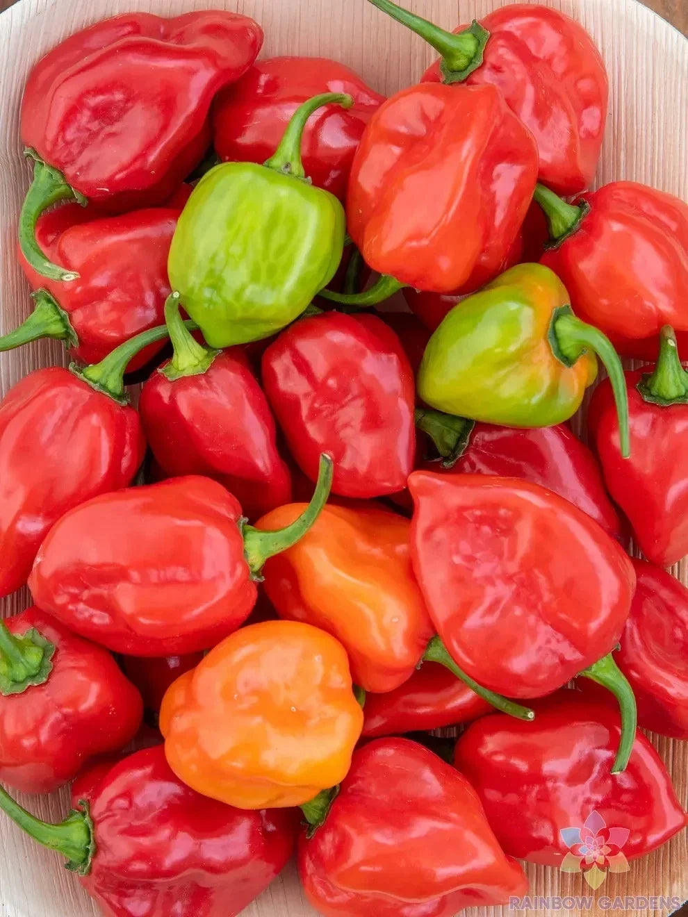 Caribbean Hot Pepper Seeds - 25+ Assorted Capsicum chinense for Garden & Culinary Use