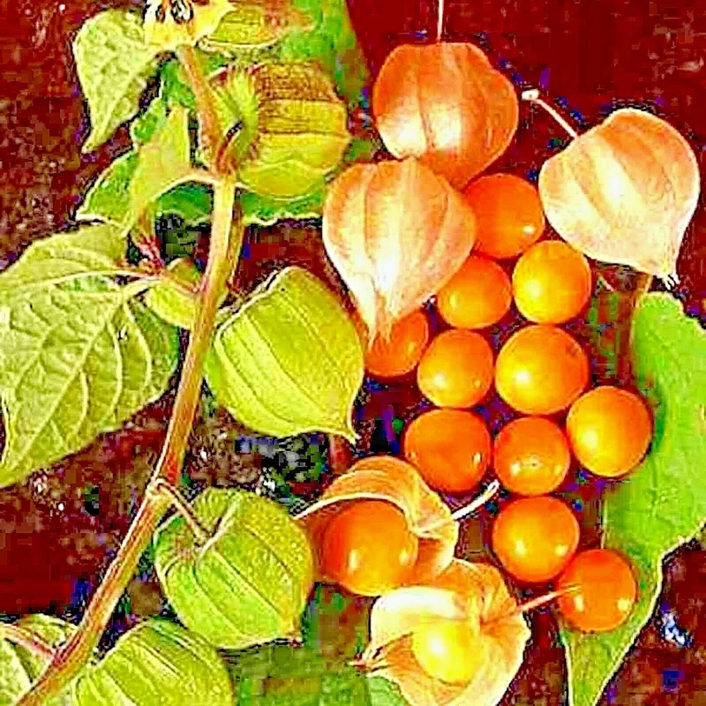 Cape Gooseberry Seeds - 50+ Rare Heirloom Physalis peruviana - Sweet USA Grown