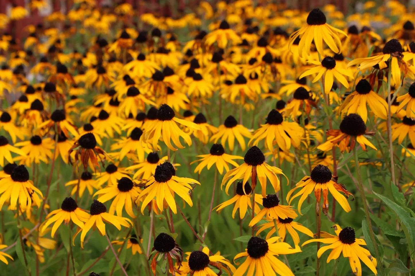 Black Eyed Susan Flower Seeds - 2,500+ Rudbeckia Hirta Perennial Wildflower Seeds