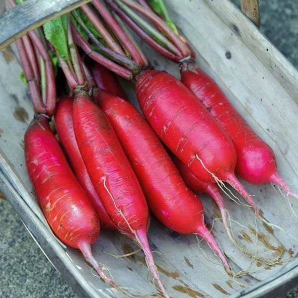 China Rose Radish Seeds - Organic Vegetable Seeds for Planting, Raphanus sativus, Fast-Growing, Heirloom, Non-GMO, 100 Seeds