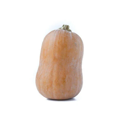 Honeynut Squash Seeds - 25+ Pack, Cucurbita moschata, Sweet, Open-Pollinated, Non-GMO, for Garden & Container Planting