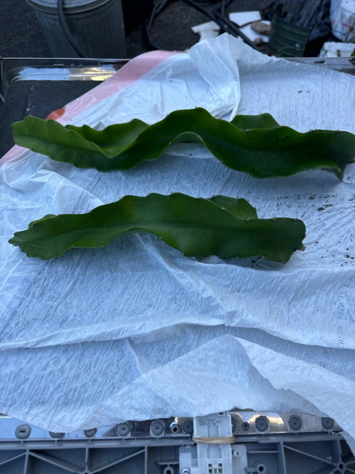 Vietnam White Dragon Fruit Cuttings 8-24 inches Hylocereus undatus Exotic Fruit Plant Propagation