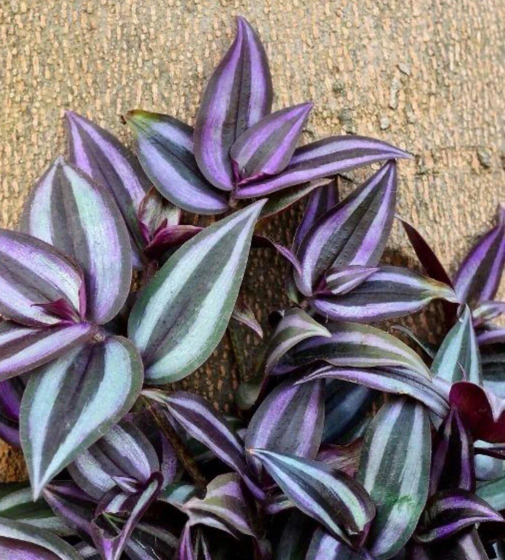 Tradescantia Zebrina Cuttings (10+ Pieces) | Healthy Wandering Jew Plant for Indoor Gardening