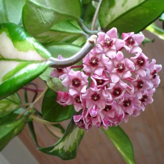 Rooted Hoya Carnosa Variegated Wax Plant - Cream & Green Leaves Indoor Houseplant in 4-Inch Pot