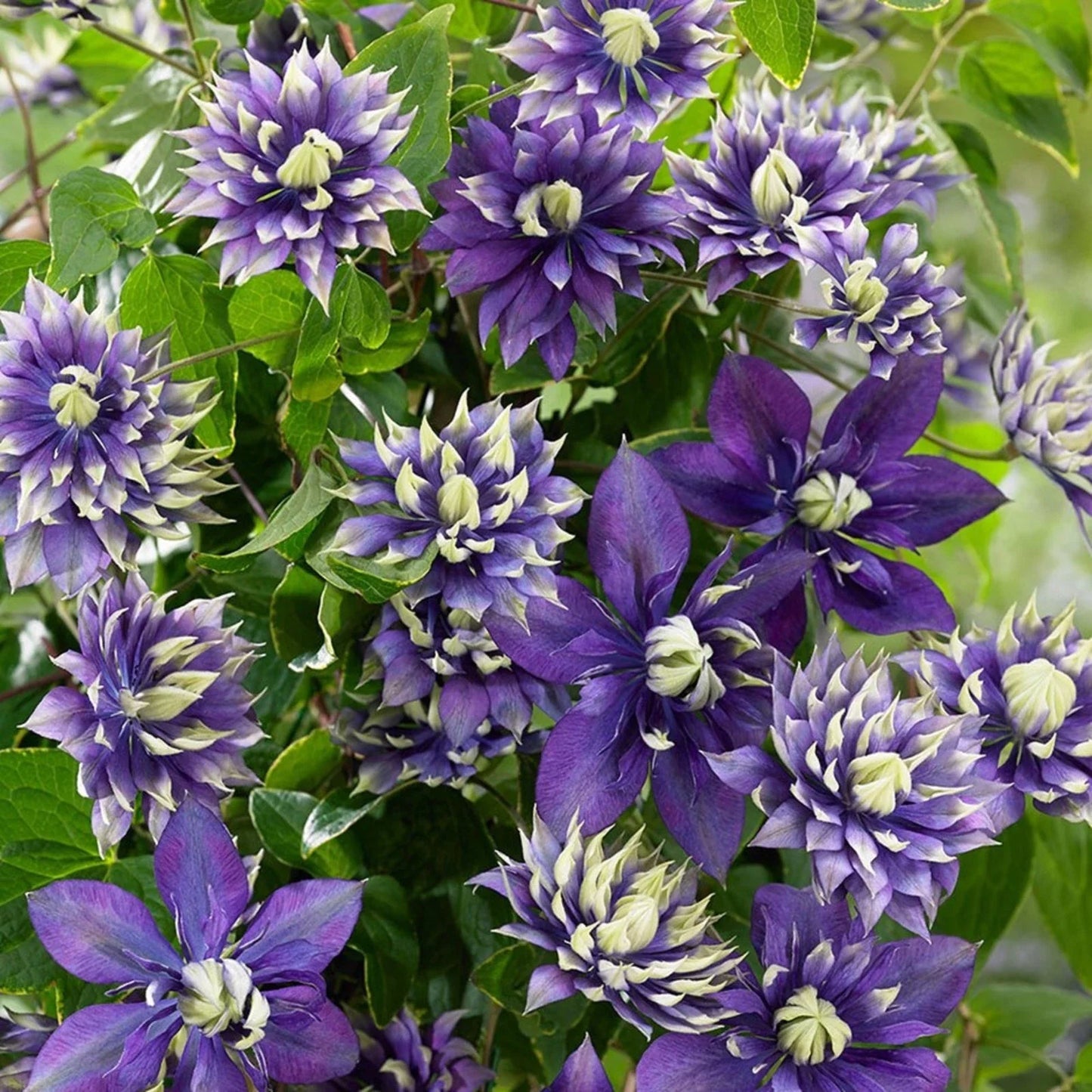 25 Double Dark Purple Clematis Seeds - Perennial Climbing Flower Seeds - Clematis viticella for Garden Beds & Trellises