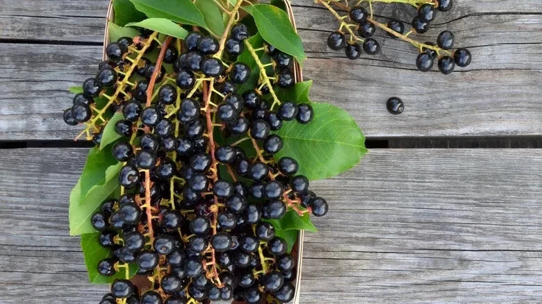Black Cherry Seeds - 10+ Pack for Garden Planting, Prunus serotina, Fruit Tree, Organic, Non-GMO, Full Sun, USA Grown