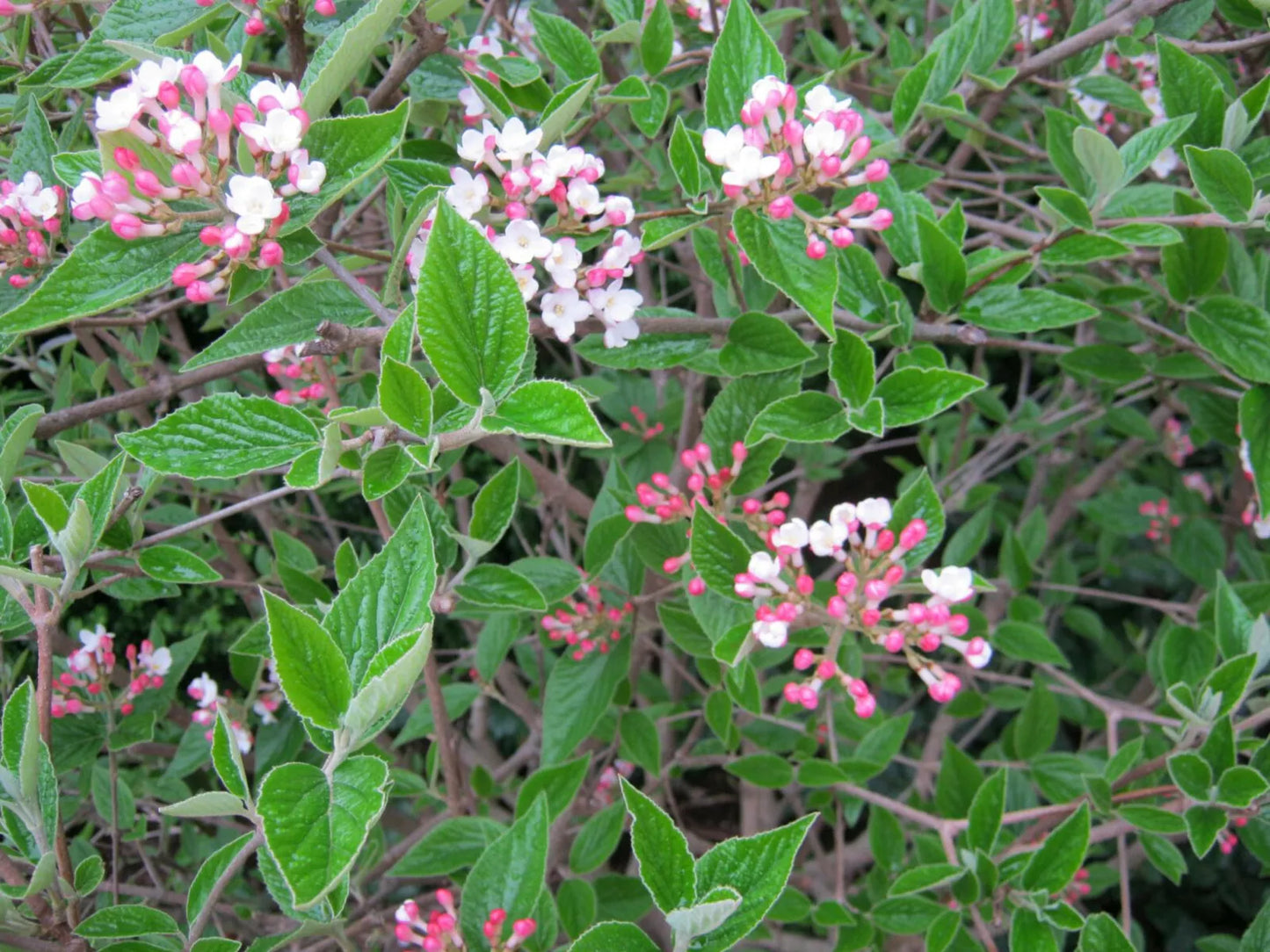 Viburnum × burkwoodii 'Mohawk' Live Bare Root Plant – Fragrant White Flowers, Red Berries, Fall Color