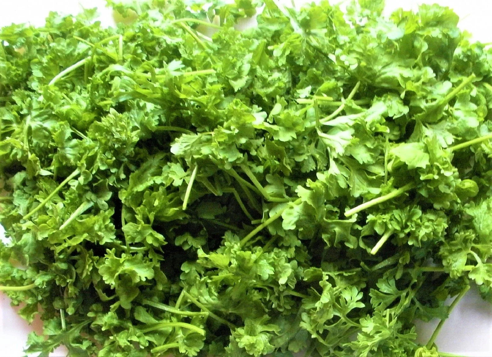 Curled Cress Seeds - 500+ Non-GMO Lepidium sativum for Gardening, Indoor & Outdoor, Fast-Germinating Herb Seed Packet