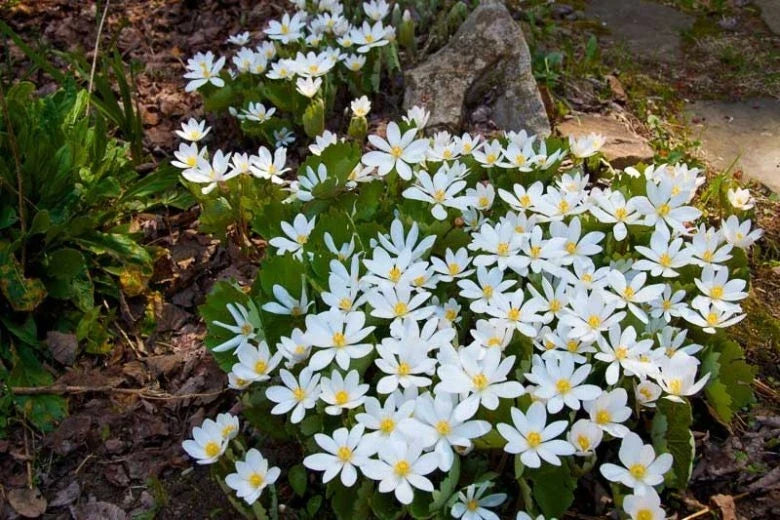 Bloodroot Plant - Bare Root Perennial - White Flowers - Sanguinaria canadensis - Native Eastern Wildflower
