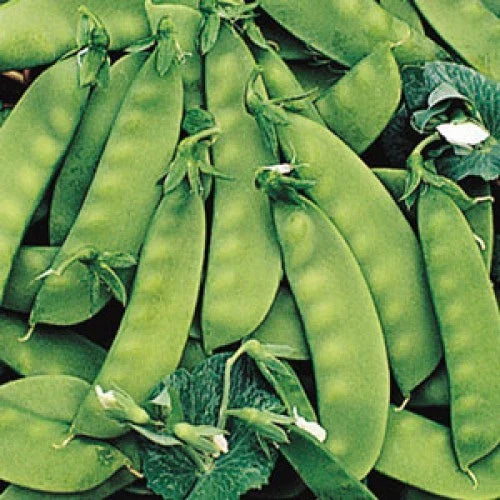 Sugar Daddy Pea Seeds - Non-GMO High Yield Pisum sativum for Home Gardens