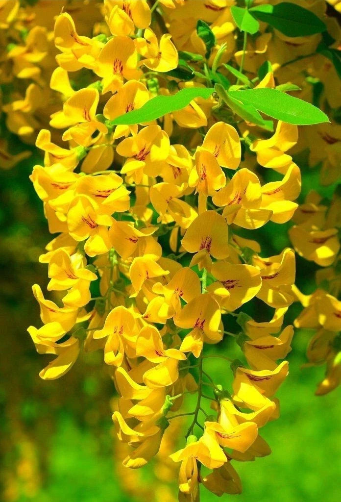 Golden Wisteria Seeds - Perennial Climbing Flower Seeds - Wisteria floribunda 'Golden Okanagan' - USA Seller