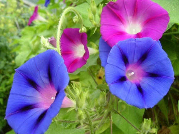 Mixed Colors Morning Glory Seeds - Ipomoea purpurea Flower Seeds for Vibrant Gardens, Climbing Vines, Pollinator Attractant
