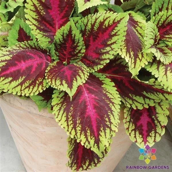 Kong Rose Coleus Seeds - 25+ Pack, Colorful Foliage, Coleus blumei, Garden & Indoor Planting, Easy to Grow, USA Seller