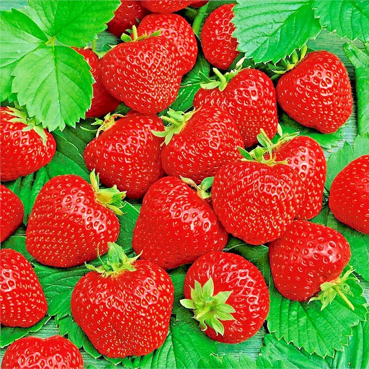 Ali Baba Strawberry Seeds - 50 Non-GMO Heirloom Fragaria x ananassa for Spring Planting