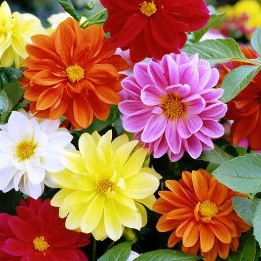 Dahlia Seeds - 45 Count Unwins Mix - Flower Seeds for Garden | GroCo