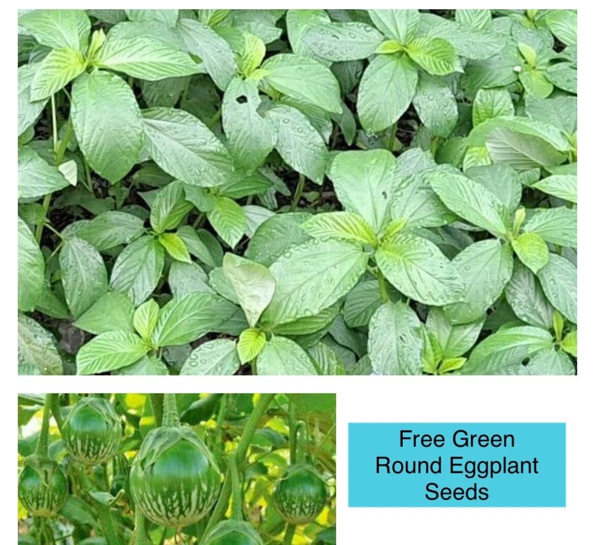 Egyptian Spinach Seeds - 200+ Saluyot, Jute Molokhia, Corchorus olitorius, Annual, Bushy, Easy to Grow