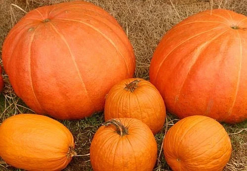 Mixed Pumpkin Seeds Pack of 50 - Heirloom Cucurbita pepo for Planting and Cooking