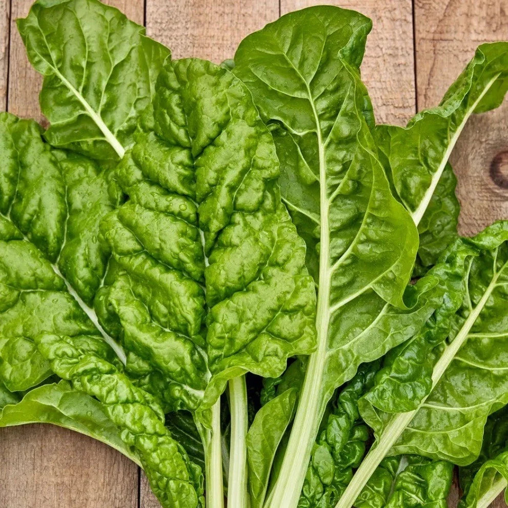 Fordhook Giant Swiss Chard Seeds – Organic Heirloom, Non-GMO, 50+ Seeds for Home Gardening, Beta vulgaris subsp. cicla