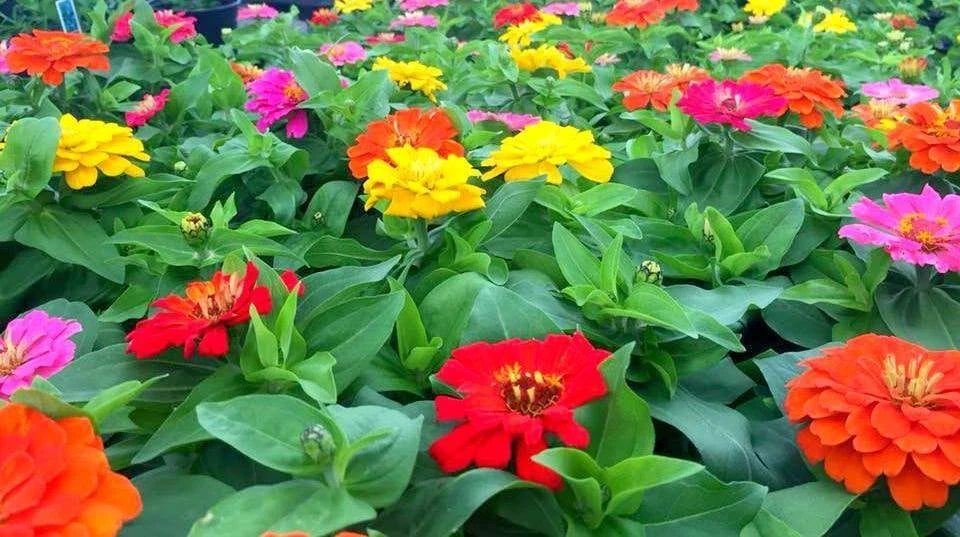 Zinnia Seeds - 1000 Count Short Stuff Mix - Colorful Garden Blooms - Zinnia elegans - Full Sun Perennial Annual