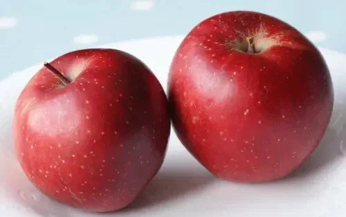 Baya Marisa Apple Seeds – Organic Fruit Tree Seeds for Home Gardening – Malus domestica, Non-GMO, 25+ Seeds