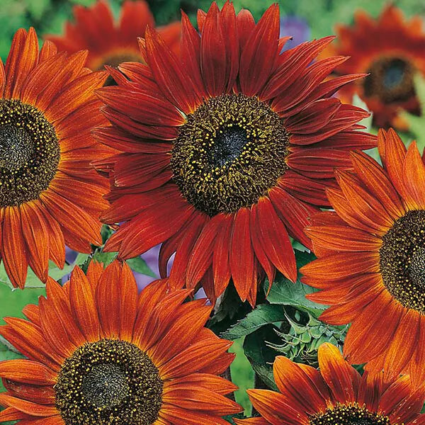 Sunflower Seeds Velvet Queen 50+ Pack - Helianthus annuus Annual Flower Seeds