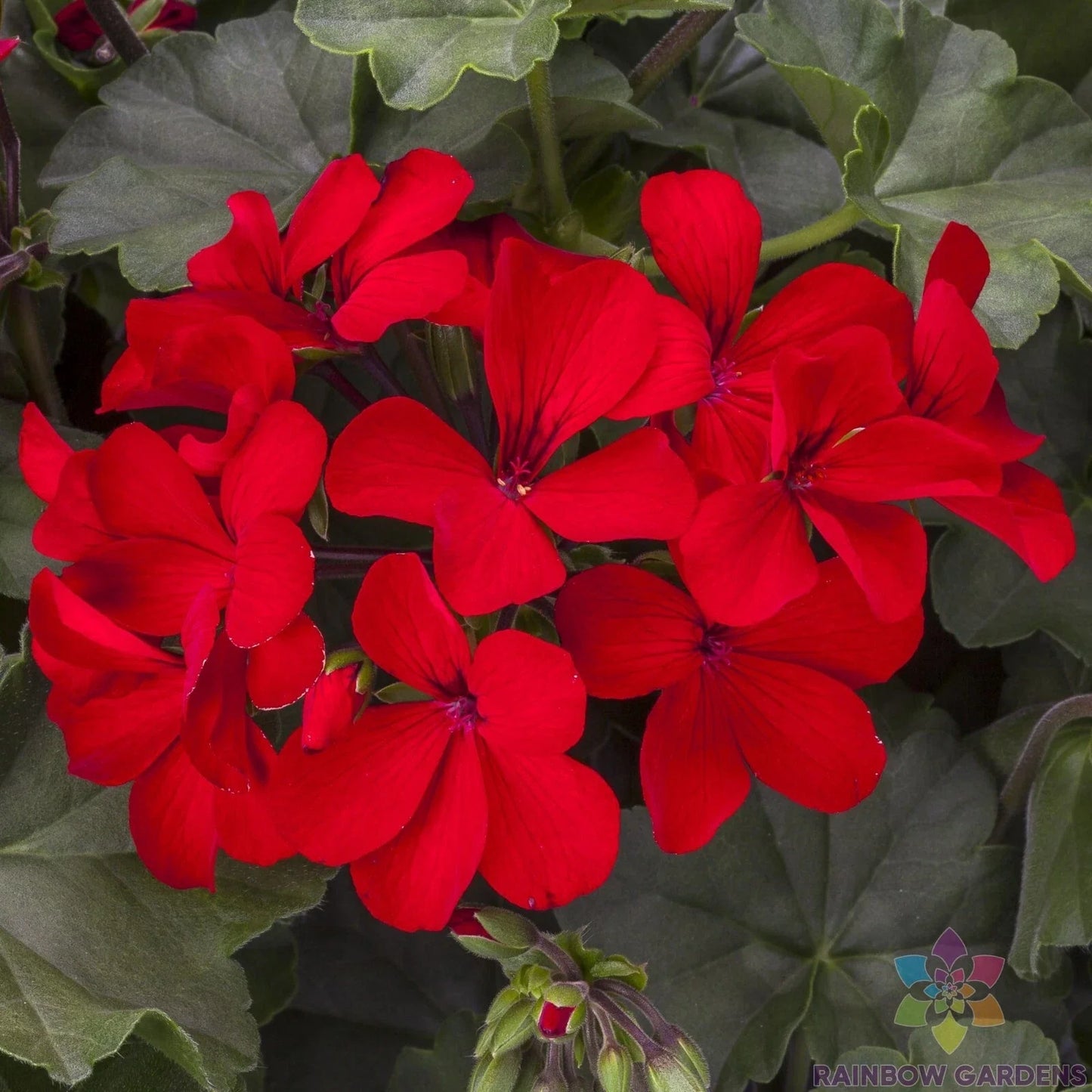 Caliente Deep Red Geranium Seeds - 25+ Pack Pelargonium x hortorum for Garden, Pots & Hanging Baskets