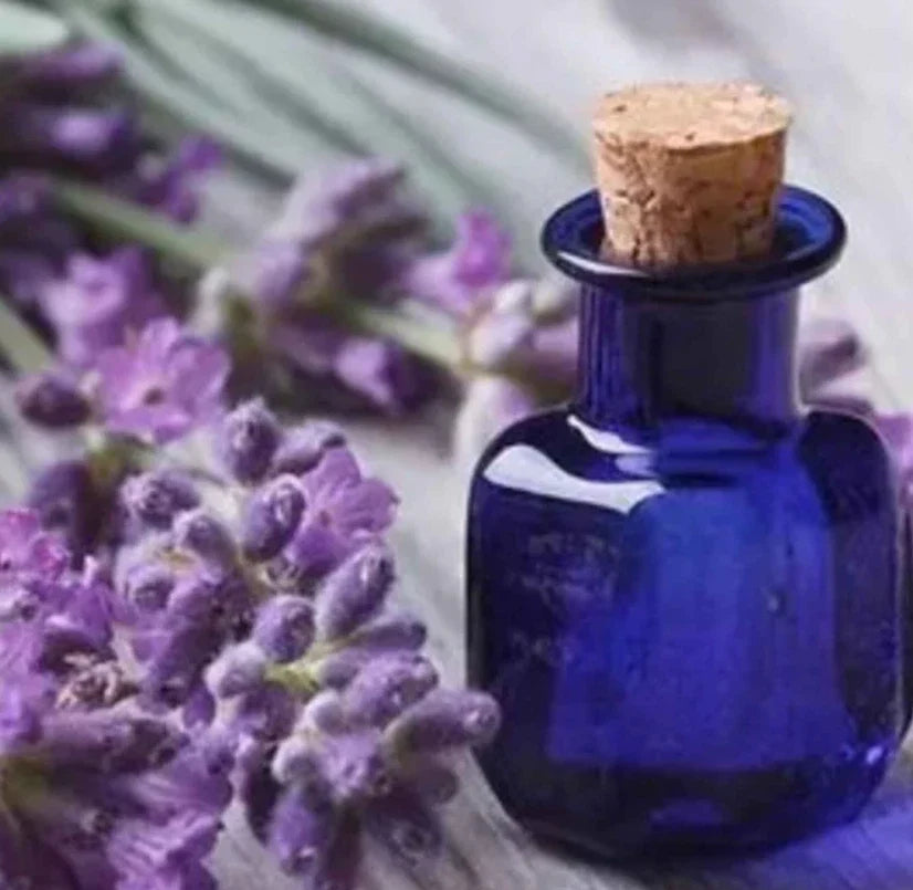 Lavender Seeds - 200 Non-GMO Spike Latifolia Perennial with Strong Scent, Purple Flowers, Aromatic Herb Seed