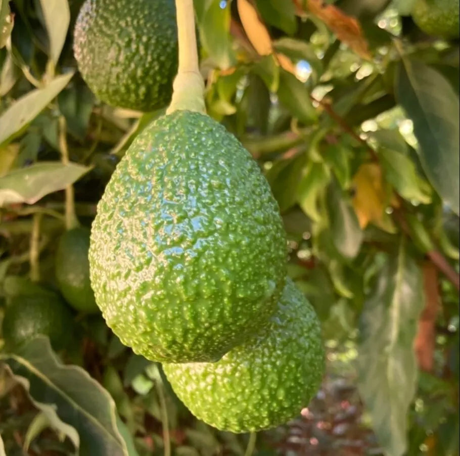 Hass Avocado Tree Set - 2 Live Plants in 4-Inch Pots - Persea americana 'Hass' - Edible Fruit Plants