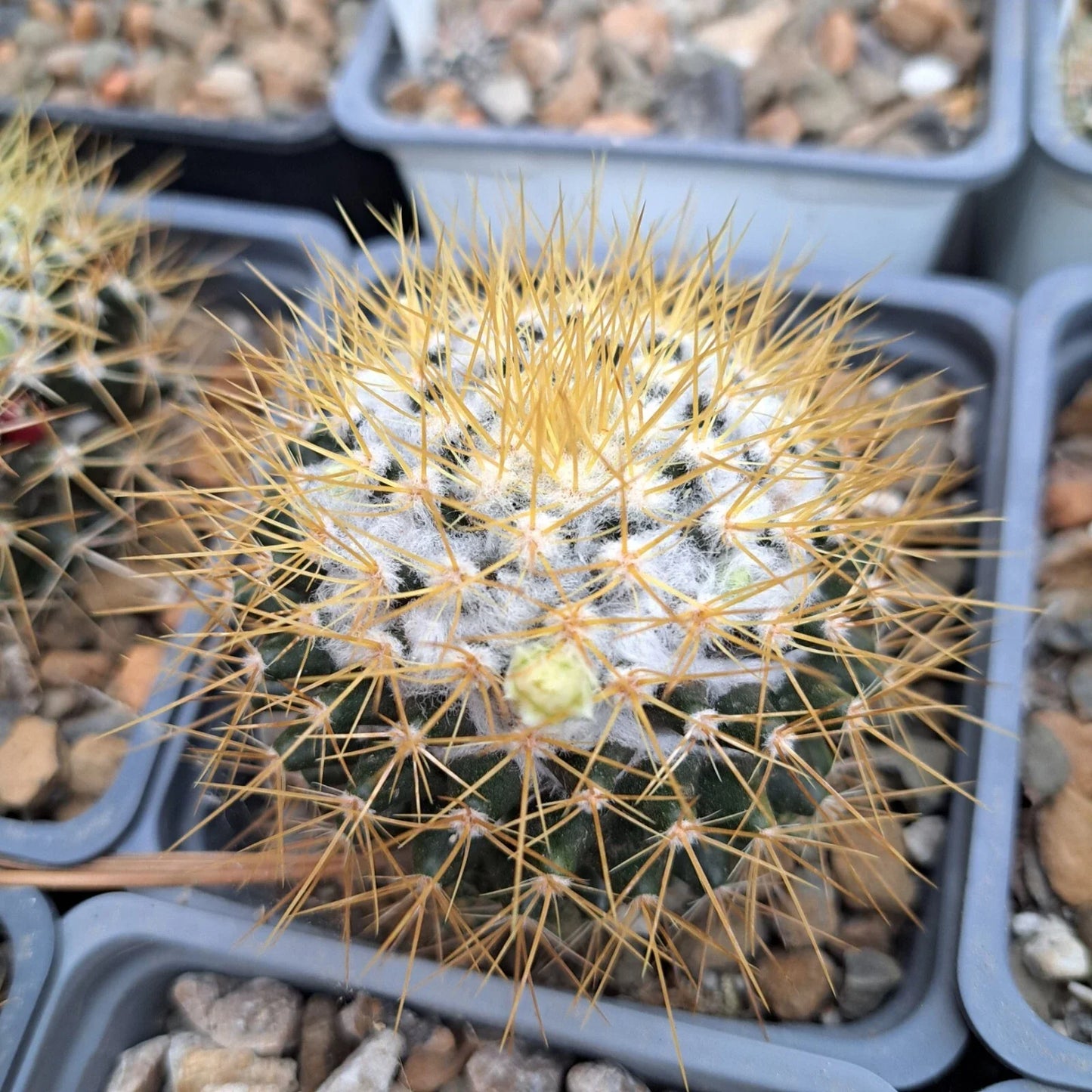 Mammillaria Nivosa Succulent Plant - Bare Root Cactus for Indoor Outdoor Gardening - Woolly Texture, Yellow Flowers