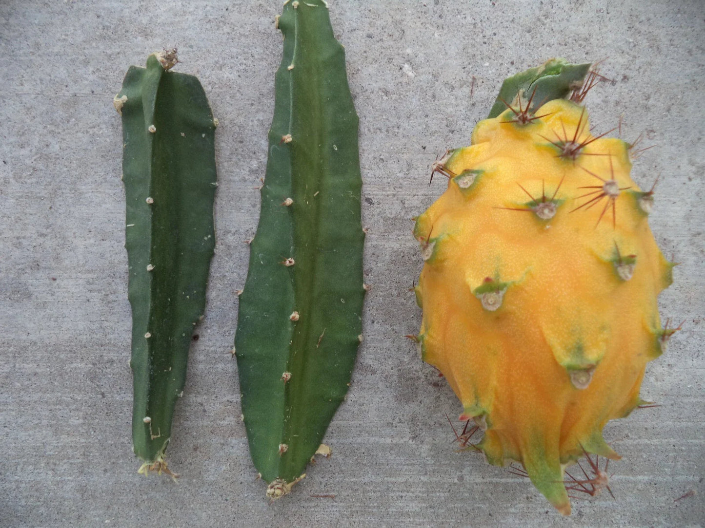 Yellow Dragon Fruit Cutting - Palora Variety - Fresh 3"-4" Hylocereus undatus Plant for Garden or Container