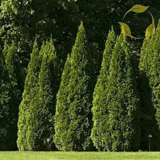 Oriental Arborvitae Tree Seeds, Pyramidal Shape, Evergreen, Platycladus orientalis, Garden Landscaping, Hardy, Drought Tolerant