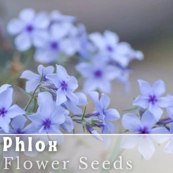 Blue Flame Phlox Seeds - 125 Count, Annual Flower Seeds, Vibrant Blue Blooms, Phlox paniculata, Garden, Border, Container Planting