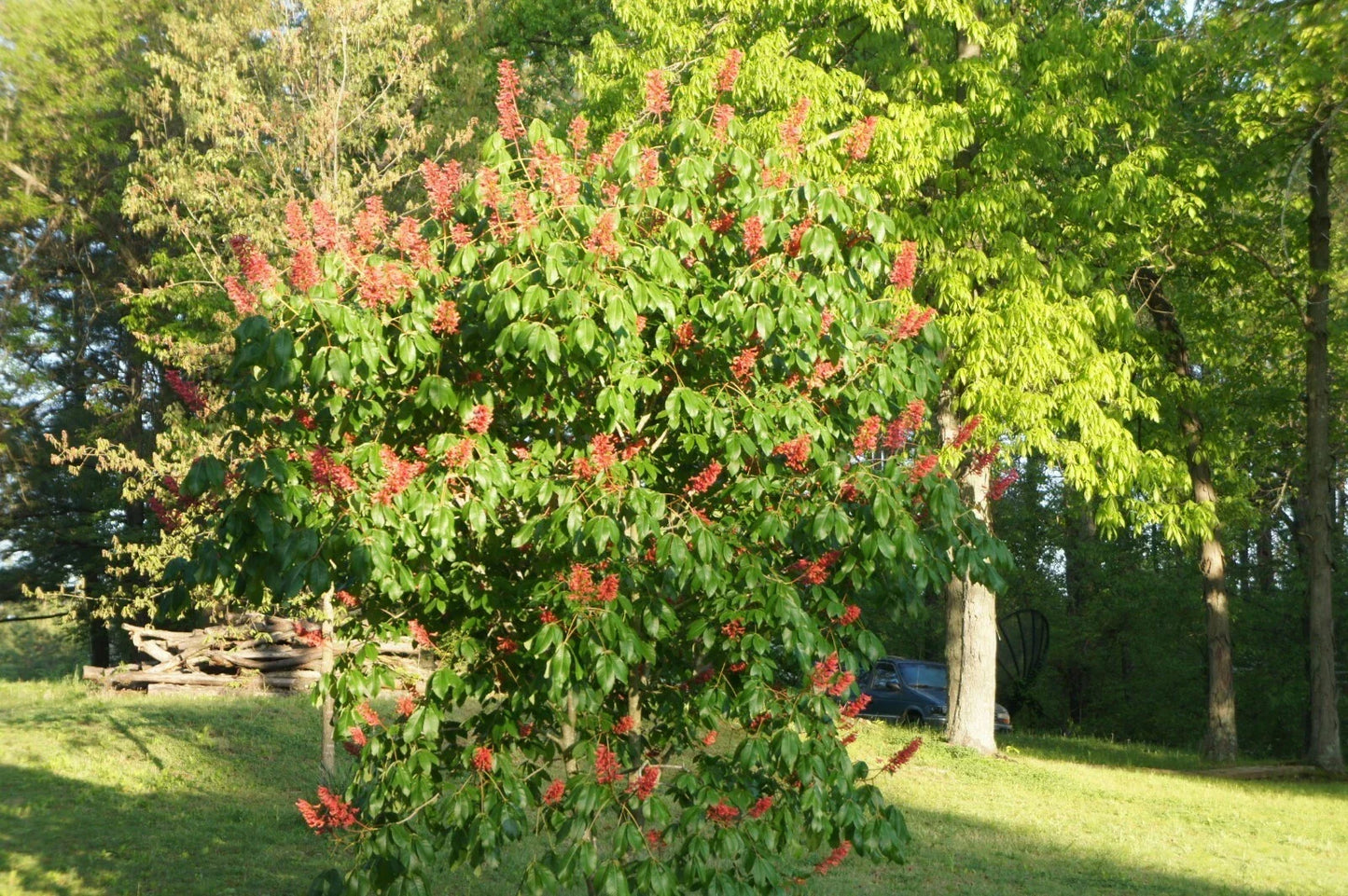 Dwarf Red Buckeye Tree (6-8") in Container with Ginkgo Tree | Aesculus pavia & Ginkgo biloba