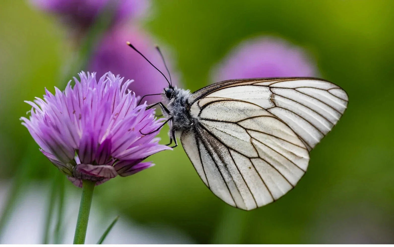 Organic Perennial Chive Herb Plants - 13 Bulbs - Edible, Butterfly Attracting, Allium schoenoprasum