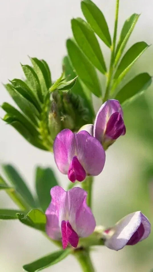 50+ Common Vetch Seeds - Heirloom Legume for Soil Enrichment Vicia sativa, Climbing Vine, Organic Garden Planting