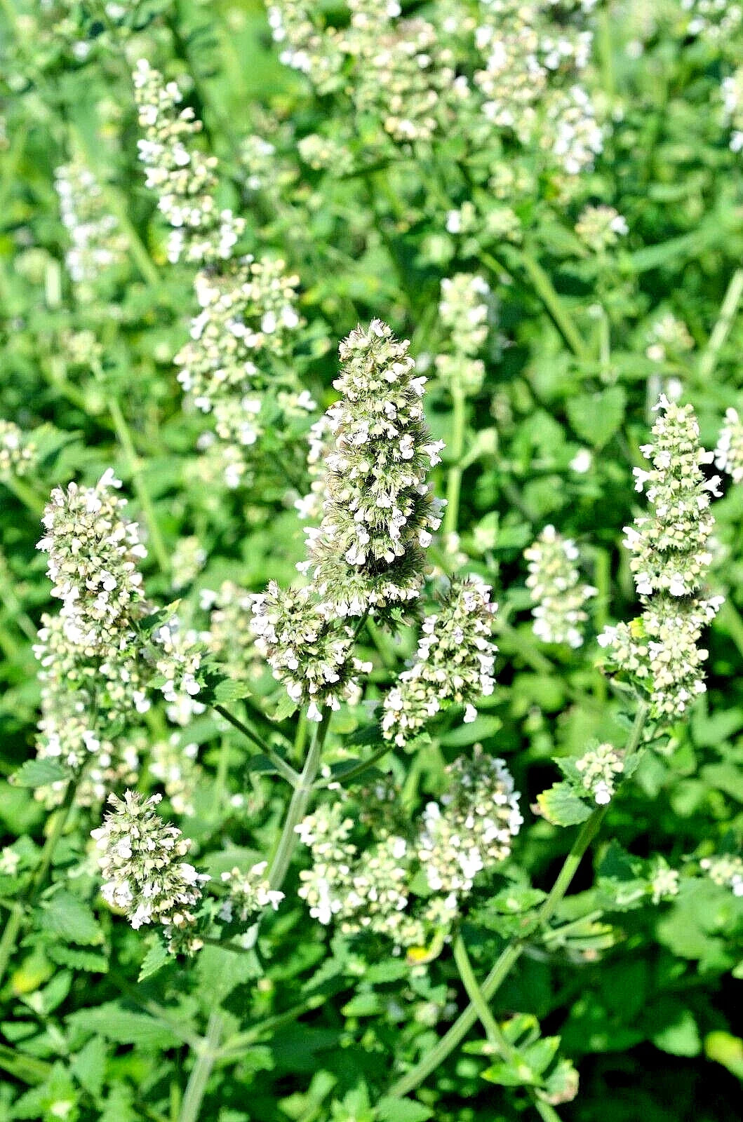 Lemon Balm Seeds 100 Pack Melissa Officinalis Herb for Culinary & Tea Gardens