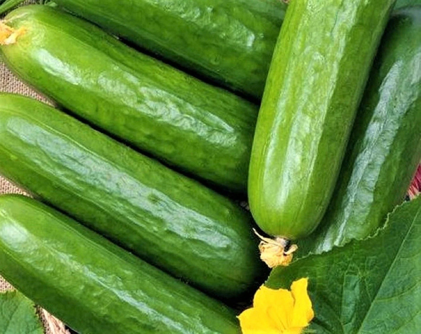 Marketer Cucumber Seeds - Non-GMO Heirloom Variety - Cucumis sativus, Pack of 60+ for Home Garden, Container Planting