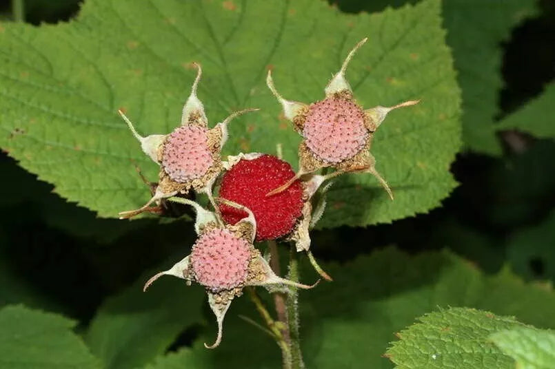 Thimbleberry Bush Seeds 50 Count - Rubus parviflorus Edible Berry Plant for Gardens