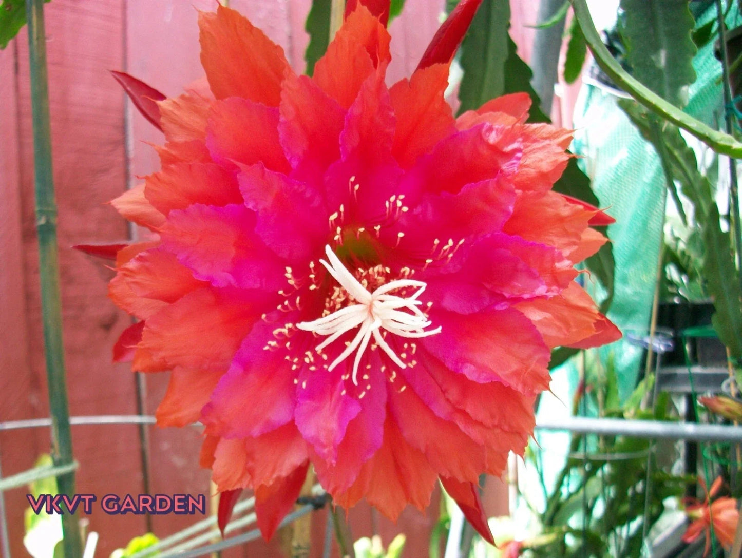 Epiphyllum Orchid Cactus Cutting "PRICELESS" Rare Epiphyllum spp. Indoor Houseplant, Unique Gift