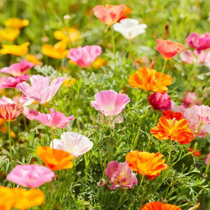 California Mission Bells Mix Poppy Seeds - 200+ USA Grown Seeds for Garden