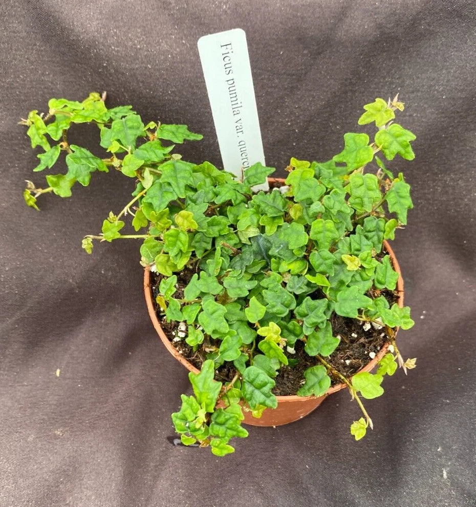 String of Frogs Plant, Rooted 3-Inch Pot, Ficus pumila quercifolia, Indoor Trailing Houseplant