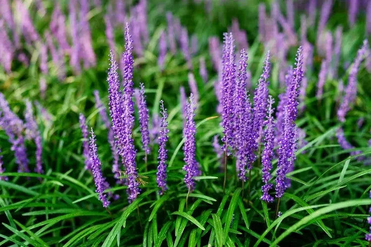 Liriope Monkey Grass Plants - 25 Bare Root Lilyturf Spicata Ground Cover for Full Sun, Drought Tolerant, Low Maintenance