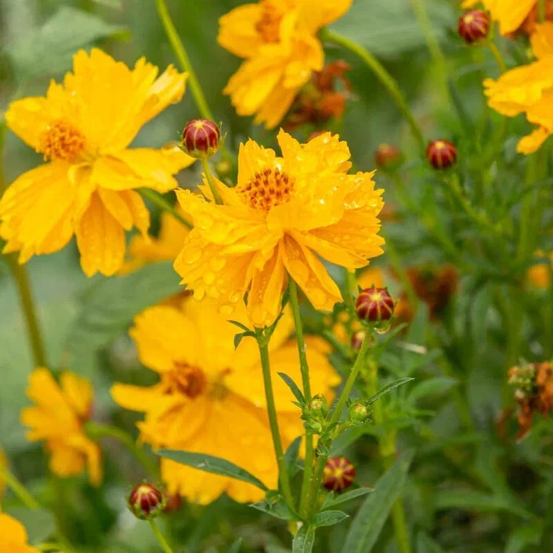 Cosmos sulphureus Seeds - 200+ Pack for Garden, Bright Yellow Flowers, Annual Planting, Easy to Grow, Pollinator Friendly
