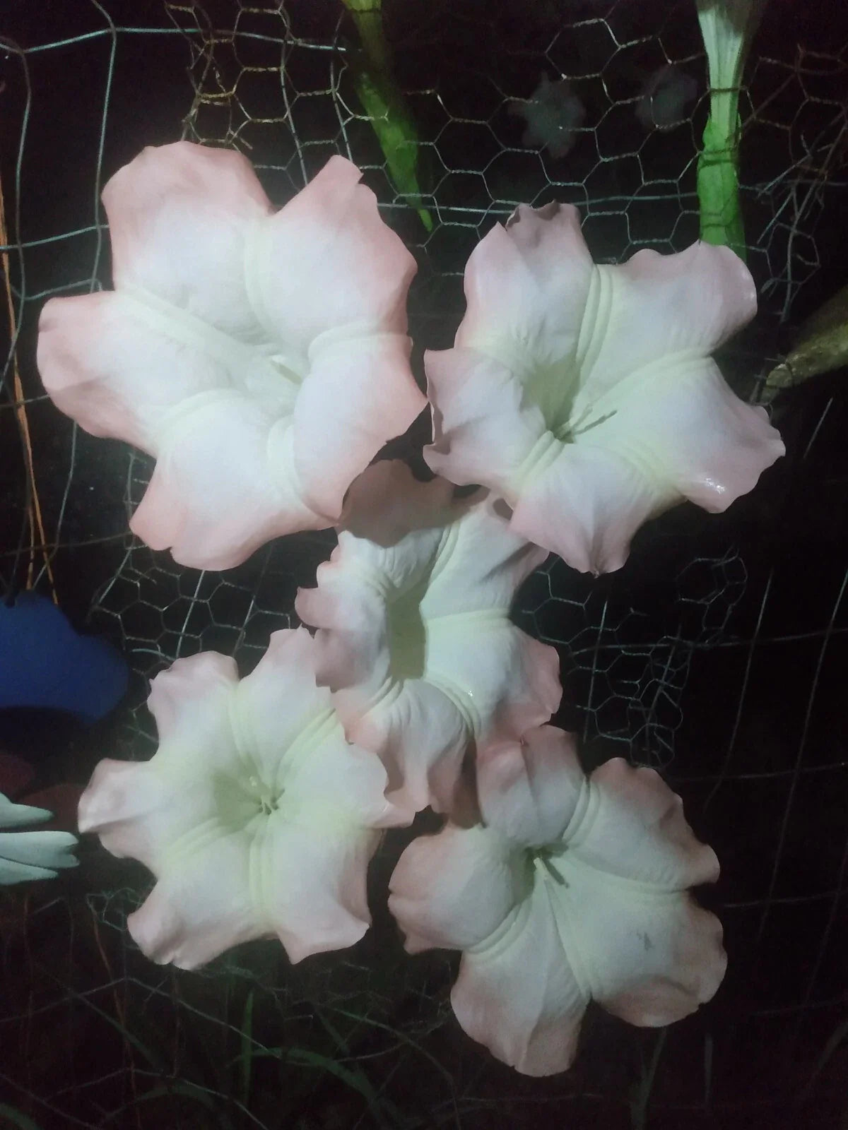 Pink Angel Trumpet Cuttings - 5 Fresh Brugmansia spp. for Easy Gardening, Pink Flowers, Fragrant Blooms