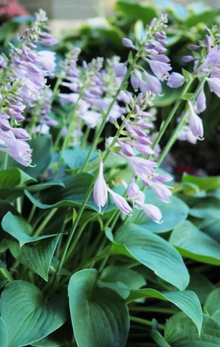 Purple Flowering Hosta Plant - Bare Root, Purple Blooms, Shade Perennial, Hosta sieboldiana