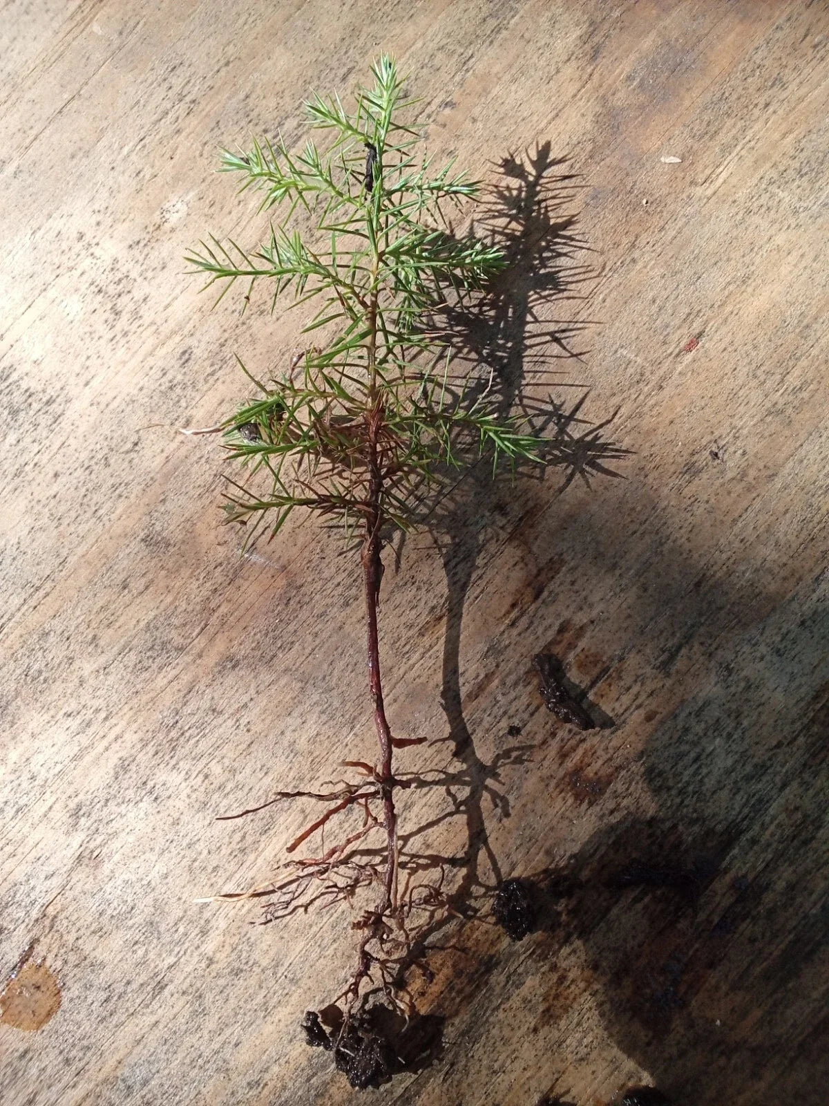 Eastern Red Cedar Seedlings 4-6" Juniperus virginiana Native Evergreen Plants for Landscaping & Wildlife